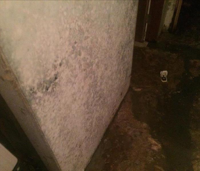 mold and water 